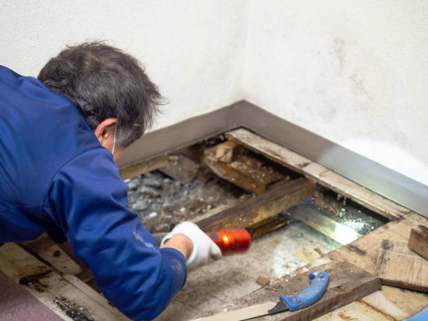Best Toxic Mold Removal  in Weissport East, PA