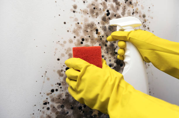 Best Home Mold Removal  in Weissport East, PA