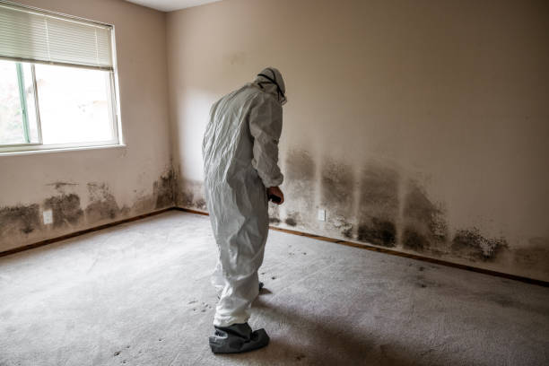 Best Fast Mold Removal  in Weissport East, PA