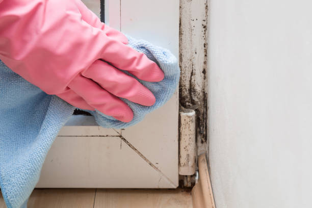 Best Commercial Mold Removal  in Weissport East, PA
